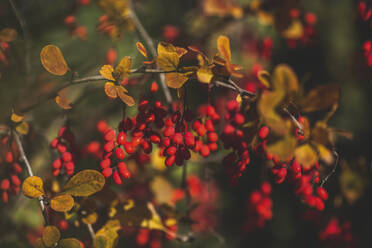 Deutschland, Zweig der Gemeinen Berberitze (Berberis vulgaris) im Herbst - ASCF01115