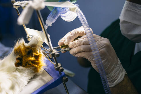 Nahaufnahme eines Tierarztes, der ein Meerschweinchen operiert - ABZF02982