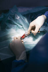 Close-up of veterinarian operating an animal in a veterinary clinic - ABZF02984