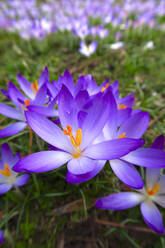 Germany, Close-up of purple blooming crocuses - JTF01470