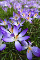 Germany, Close-up of purple blooming crocuses - JTF01471