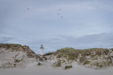 Dänemark, Hvide Sande, Sanddüne mit Vögeln, die über den Küstenleuchtturm im Hintergrund fliegen - KEBF01462