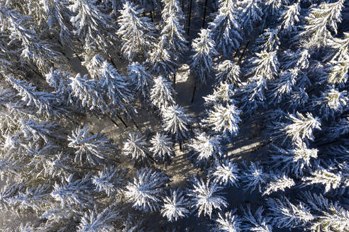 Deutschland, Bayern, Dietramszell, Drohnenansicht eines schneebedeckten Fichtenwaldes - LHF00775