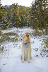 Niedlicher Hund im Schnee sitzend im Wald - CAVF75575