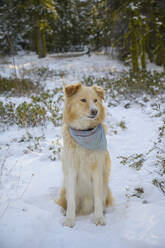 Flauschiger Hund Nahaufnahme Sitzen in Schnee bedeckten Wald - CAVF75576