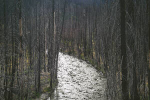 Fluss fließt durch einen Wald von verbrannten Bäumen - CAVF75578