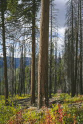 Burned Tree Surrounded By Wildflowers - CAVF75580