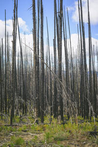 Stehende tote verbrannte Bäume aus einem Waldbrand - CAVF75583