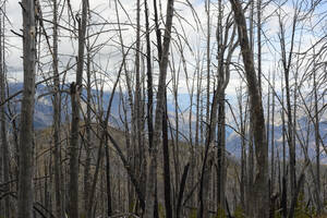Stehende verbrannte Bäume in den Bergen - CAVF75589