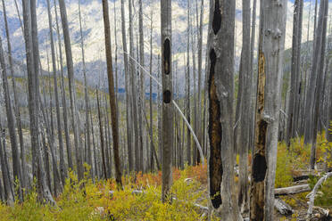 White Burned Trees From Wildfire - CAVF75591