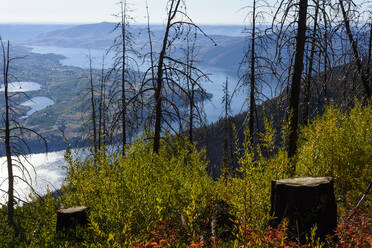 Tree Stumps With Large Lake Below - CAVF75594