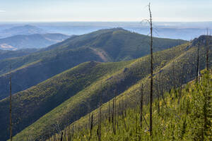 Abgestorbene Bäume nach Waldbrand zwischen neuem Wachstum - CAVF75595