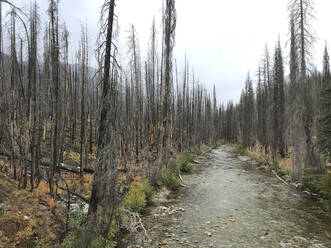Fluss fließt durch stehende tote verbrannte Bäume - CAVF75598