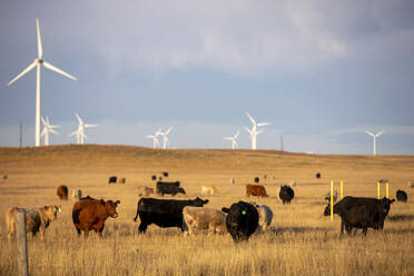 Wind Turbines in field against cloudy blue sky with cattle - CAVF75646