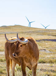 Windturbinen auf einem Feld vor blauem Himmel mit Rindern - CAVF75654