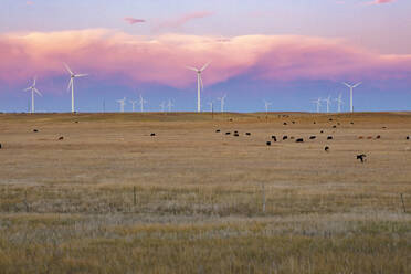 Windturbinen auf einem Feld in der Abenddämmerung mit Rindern - CAVF75665