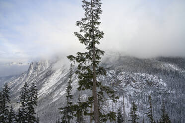 Baum zentriert im Rahmen mit Schnee bedeckte Berge im Hintergrund - CAVF75778