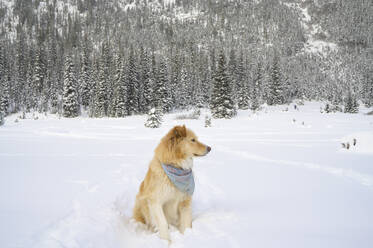 Niedlicher Hund sitzt im Schnee bedeckten Berg-Szene - CAVF75783