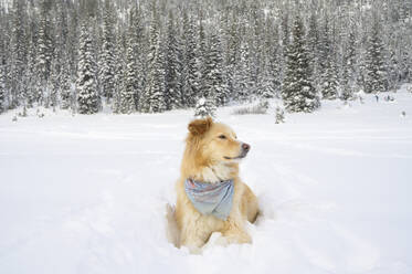 Hund legt sich in schneebedeckter Szene nieder - CAVF75784