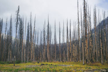 Standing Burned Trees From A Forest Fire - CAVF75792