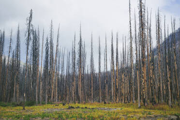 Stehende verbrannte Bäume aus einem Waldbrand - CAVF75792