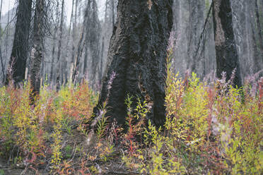 Verbrannter Baum aus Waldbrand mit wilden Blumen - CAVF75794