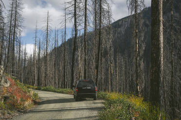 SUV auf Waldweg mit verbrannten Bäumen - CAVF75795