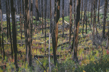 Burned Trees With Bark Falling Off And Wild Flowers - CAVF75797