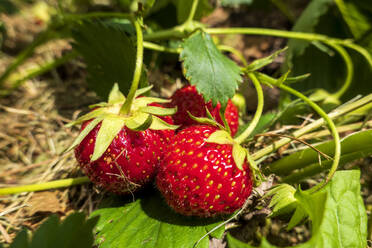 Deutschland, Reife Erdbeeren wachsen im Garten - NDF01024