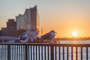 Germany, Hamburg, Two black-headed gulls (Chroicocephalus ridibundus) perching on outdoor railing at sunset - KEBF01519