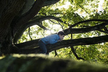 Boy lying on branch of an old oak tree. - CUF54912