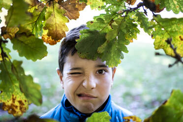 Kopf-Schulter-Porträt eines Jungen, der durch die Blätter einer Eiche in die Kamera schaut und ein Gesicht zieht. - CUF54913