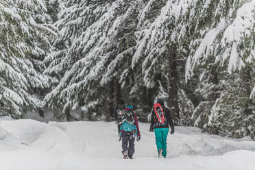 Eine Gruppe von Freunden wandert im Winter durch einen kanadischen Wald. - ISF23975