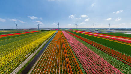 Panoramic aerial view of a tulip field in The country of tulips, Holland - AAEF06525