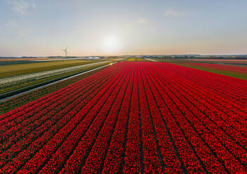 Panoramic aerial view of a tulip field in The country of tulips, Holland - AAEF06527