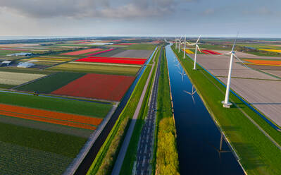 Panoramic aerial view of a tulip field in The country of tulips, Holland - AAEF06528