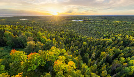 Luftaufnahme eines Waldes auf den Solovetsky-Inseln, Russland - AAEF06572
