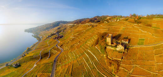 Luftaufnahme der Weinberge und des Genfer Sees - AAEF06621