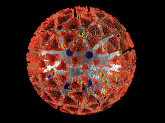 3D-gerenderte Illustration einer anatomisch korrekten Interpretation des COVID19-Virus, auch bekannt als Corona-Virus, isoliert auf Schwarz - SPCF00525