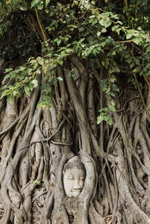 Versteckter Buddha in einem Baum in Ayutthaya, Thailand, Asien - NMSF00404