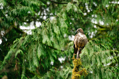 Straight on view of a red-tailed hawk sitting on a broken tree branch - CAVF75886