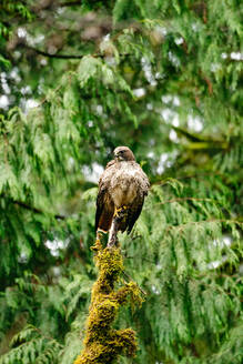 Closeup portrait of a Red-Tailed Hawk in a Washington State forest - CAVF75887