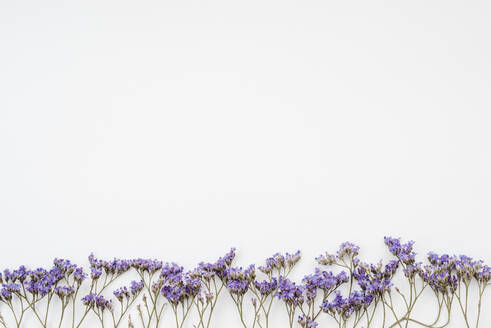 Blumenstrauß aus getrockneten wilden Blumen auf weißem Hintergrund weißem Hintergrund von oben gesehen - CAVF75930