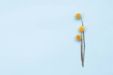 Schöne gelbe Blumen auf einem blauen Hintergrund. - CAVF75932