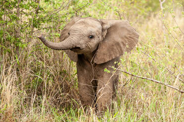 Ein Elefantenkalb, Loxodonta africana, hebt seinen Rüssel, während es im Grünen steht - MINF14046