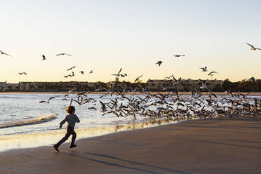 A young boy and a flock of seagulls on a beach - MINF14052