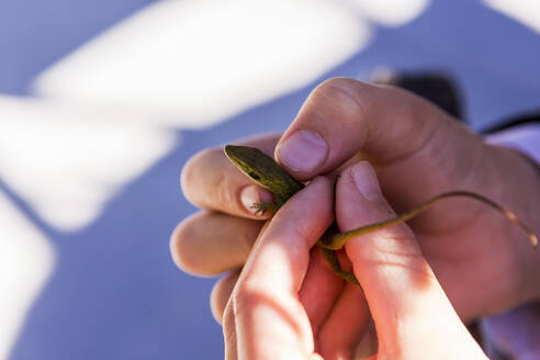 Die Hände eines Kindes halten eine kleine grüne Eidechse - MINF14059