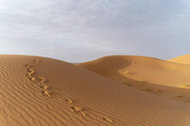 Footprints in sand dunes in Sahara Desert, Merzouga, Morocco - AFVF05554