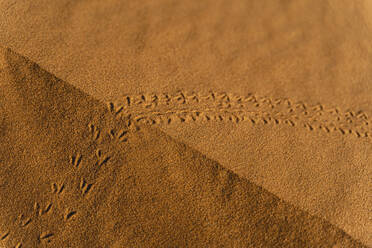 Animal tracks in sand dune in Sahara Desert, Merzouga, Morocco - AFVF05561