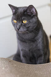 Deutschland, Porträt einer schwarzen Britisch-Kurzhaar-Katze, die im Haus sitzt - JUNF01759